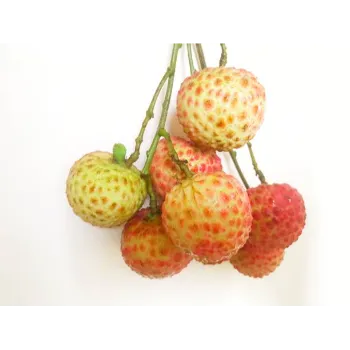 Natural Litchi Plant